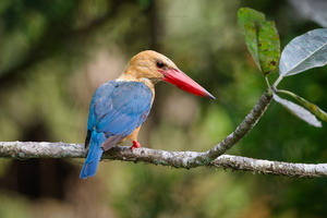 Stork-billed kingfisher (Pelargopsis capensis) (1)