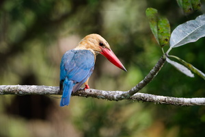 Stork-billed kingfisher (Pelargopsis capensis) (5)