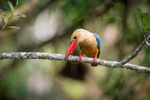 Stork-billed kingfisher (Pelargopsis capensis) (4)