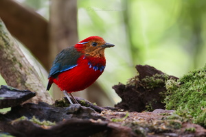 Blue-banded pitta (Erythropitta arquata)01 (2)