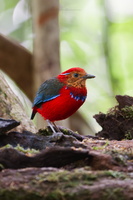 Blue-banded pitta (Erythropitta arquata)01 (1)