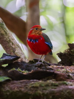 Blue-banded pitta (Erythropitta arquata) (1)-2