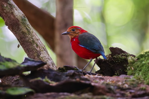 Blue-banded pitta (Erythropitta arquata) (2)-2