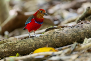 Blue-banded pitta (Erythropitta arquata) (4)