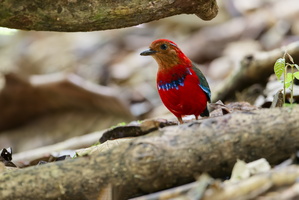 Blue-banded pitta (Erythropitta arquata) (3)