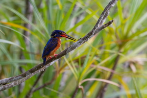 Blue-eared kingfisher (Alcedo meninting)