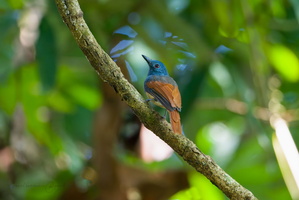 Rufous-winged Philentoma (Philentoma pyrhoptera) (1)