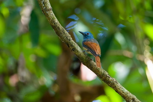 Rufous-winged Philentoma (Philentoma pyrhoptera) (2)