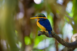 Rufous-collared Kingfisher (Actenoides concretus)