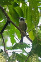 Gray-cheeked Bulbul (Alophoixus bres)