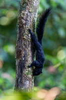 Borneo black-banded squirrel (Callosciurus orestes)