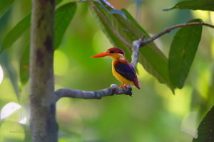 Rufous-backed Dwarf Kingfisher (Ceyx rufidorsa) (3)