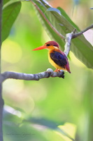 Rufous-backed Dwarf Kingfisher (Ceyx rufidorsa) (2)