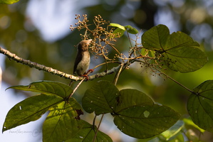 Brown Barbet(Caloramphus fuliginosus)