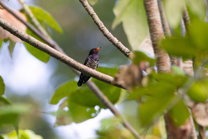 Violet Cuckoo (Chrysococcyx xanthorhynchus)