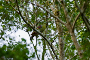 Thick-billed Green-Pigeon (Treron curvirostra) (1)