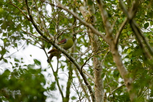 Thick-billed Green-Pigeon (Treron curvirostra) (2)
