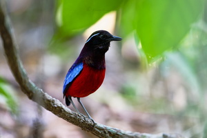 Black-crowned pitta (Erythropitta ussheri)