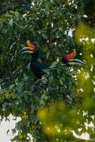 Rhinoceros Hornbill (Buceros rhinoceros)pair