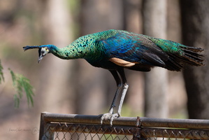 Green peafowl (Pavo muticus)