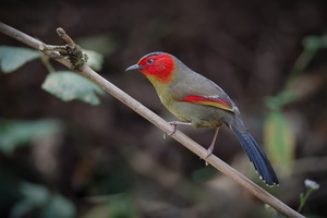 Scarlet-faced Liocichla (Liocichla ripponi)