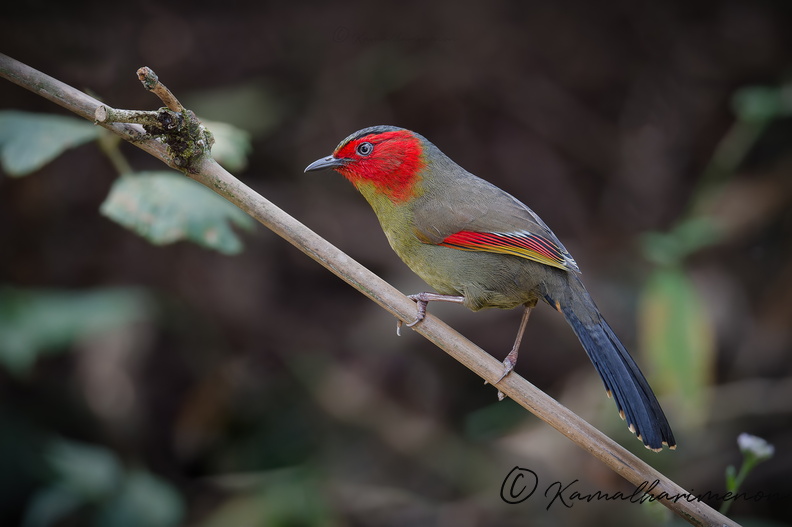 Scarlet-faced Liocichla (Liocichla ripponi).jpg
