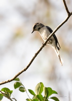 Ashy minivet (Pericrocotus divaricatus)