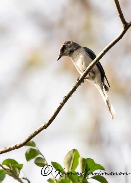 Ashy minivet (Pericrocotus divaricatus).jpg