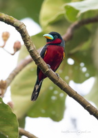 Black-and-red Broadbill (Cymbirhynchus macrorhynchos)