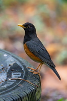 black-breasted thrush (Turdus dissimilis)01 copy