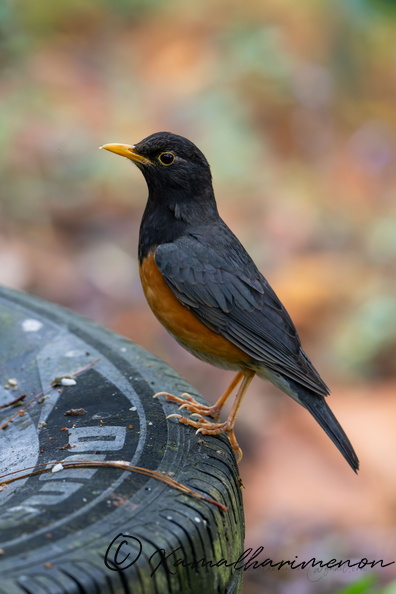 black-breasted thrush (Turdus dissimilis)01 copy.jpg