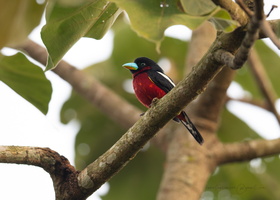 Black-and-red Broadbill (Cymbirhynchus macrorhynchos)01