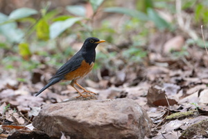 Black-breasted Thrush (Turdus dissimilis)01