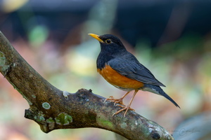 black-breasted thrush (Turdus dissimilis)02 copy