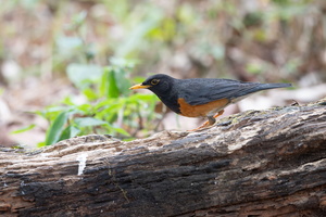Black-breasted Thrush (Turdus dissimilis)02