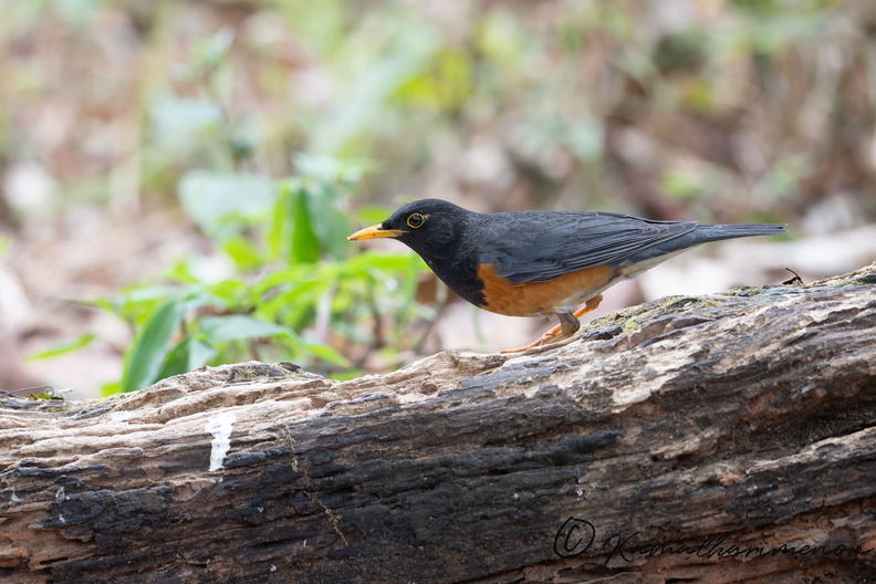 Black-breasted Thrush (Turdus dissimilis)02.jpg