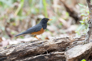 Black-breasted Thrush (Turdus dissimilis)03