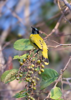 Black-headed bulbul (Microtarsus melanocephalos)