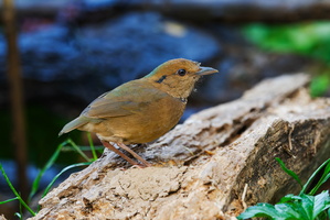 Blue-naped Pitta (Hydrornis nipalensis)