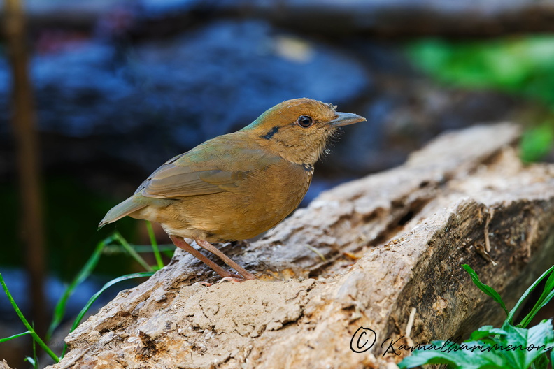 Blue-naped Pitta (Hydrornis nipalensis).jpg