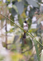 Brown-breasted Bulbul (Pycnonotus xanthorrhous) 
