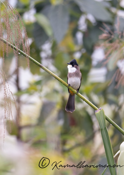 Brown-breasted Bulbul (Pycnonotus xanthorrhous) .jpg