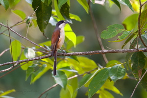 Burmese shrike (Lanius collurioides)