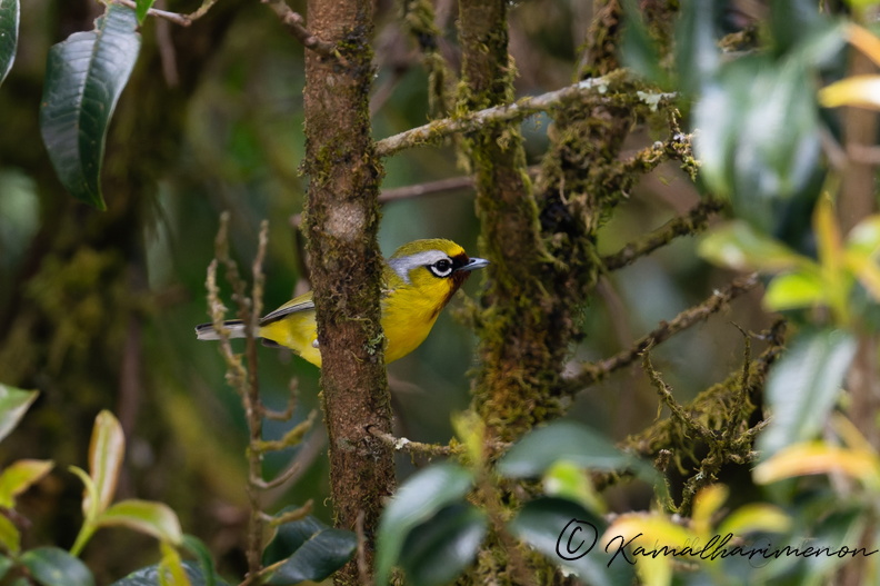 Clicking Shrike-babbler (Pteruthius intermedius).jpg