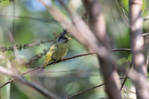 Crested finchbill (Spizixos canifrons)01