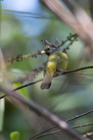 Crested finchbill (Spizixos canifrons)02