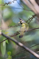 Crested finchbill (Spizixos canifrons)03