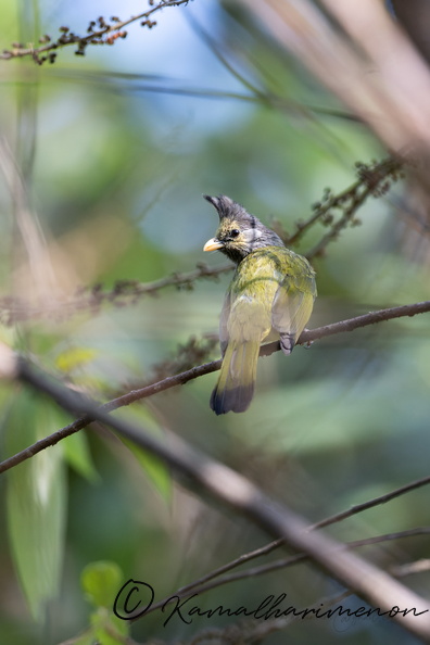 Crested finchbill (Spizixos canifrons)03.jpg