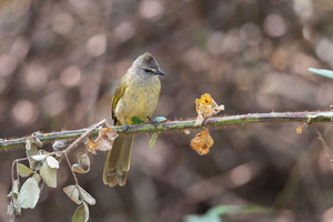 Flavescent Bulbul (Pycnonotus flavescens)
