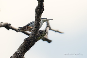 Giant nuthatch (Sitta magna)